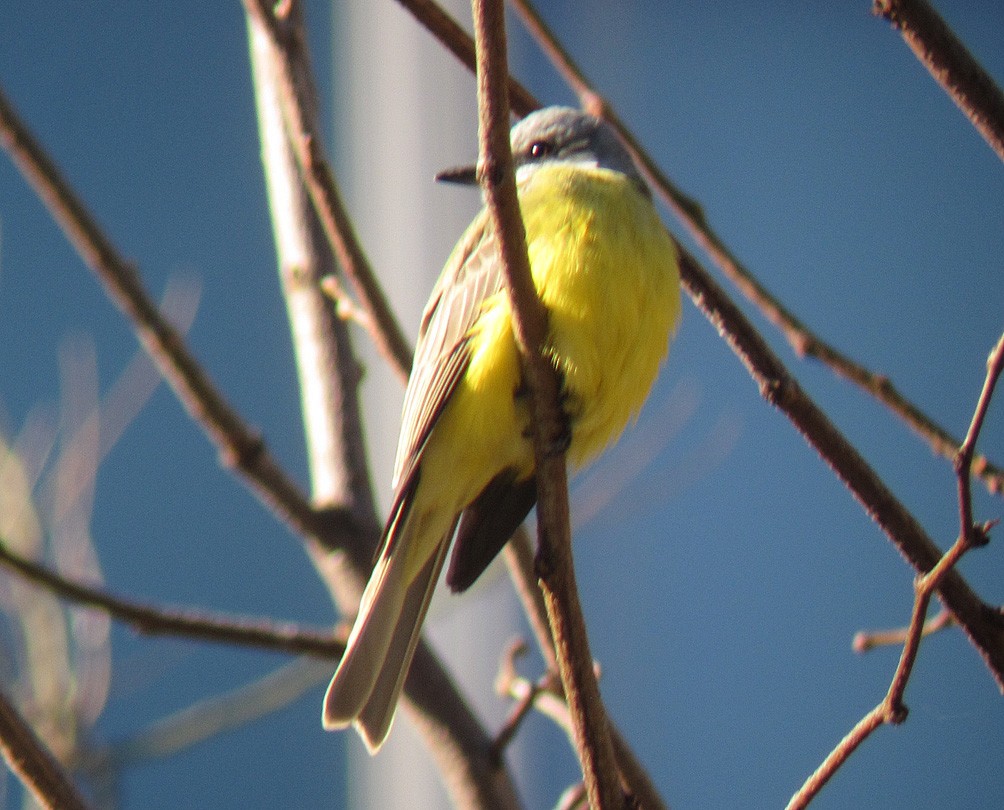 Couch's Kingbird - ML275796771