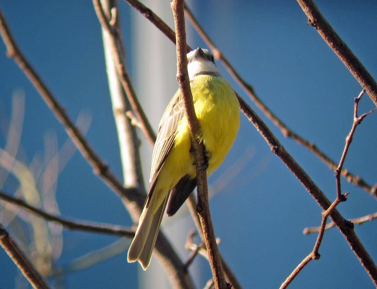 Couch's Kingbird - ML275796781