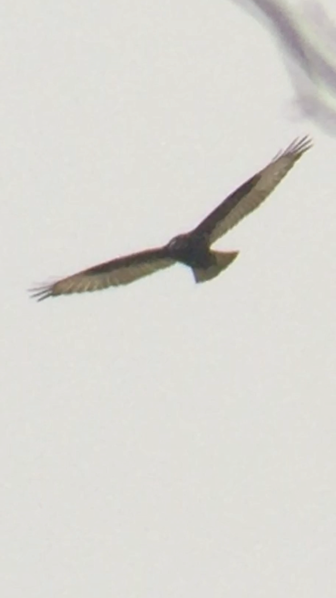 Rough-legged Hawk - ML275796961