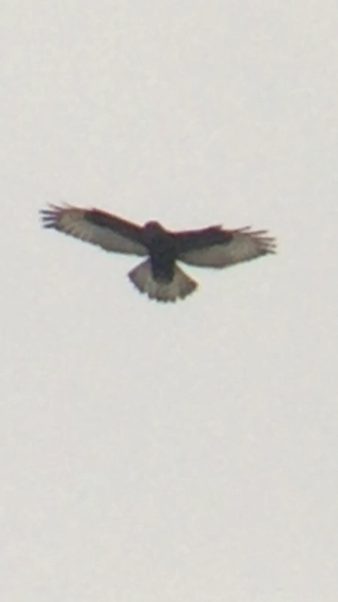 Rough-legged Hawk - Tim Cornish