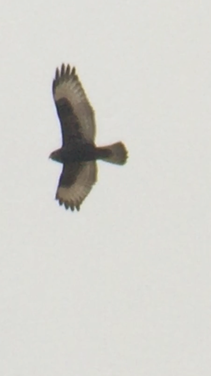 Rough-legged Hawk - ML275797001