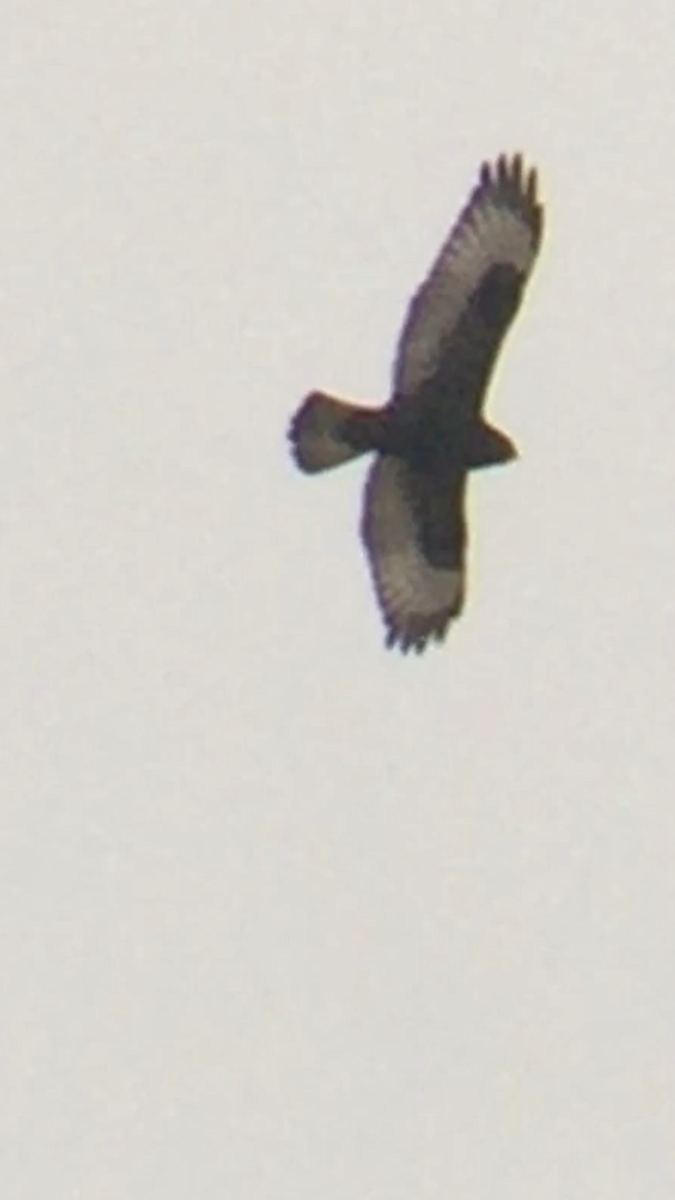 Rough-legged Hawk - Tim Cornish