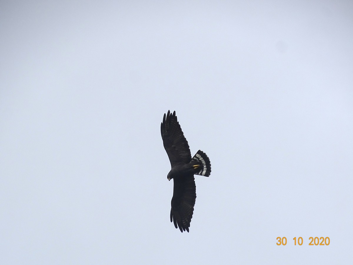 Zone-tailed Hawk - Ruber ledesma ruiz