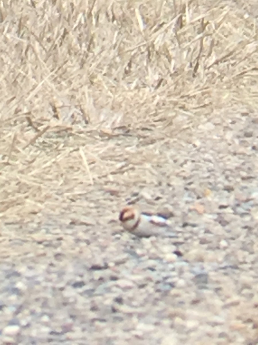 Snow Bunting - ML275797551