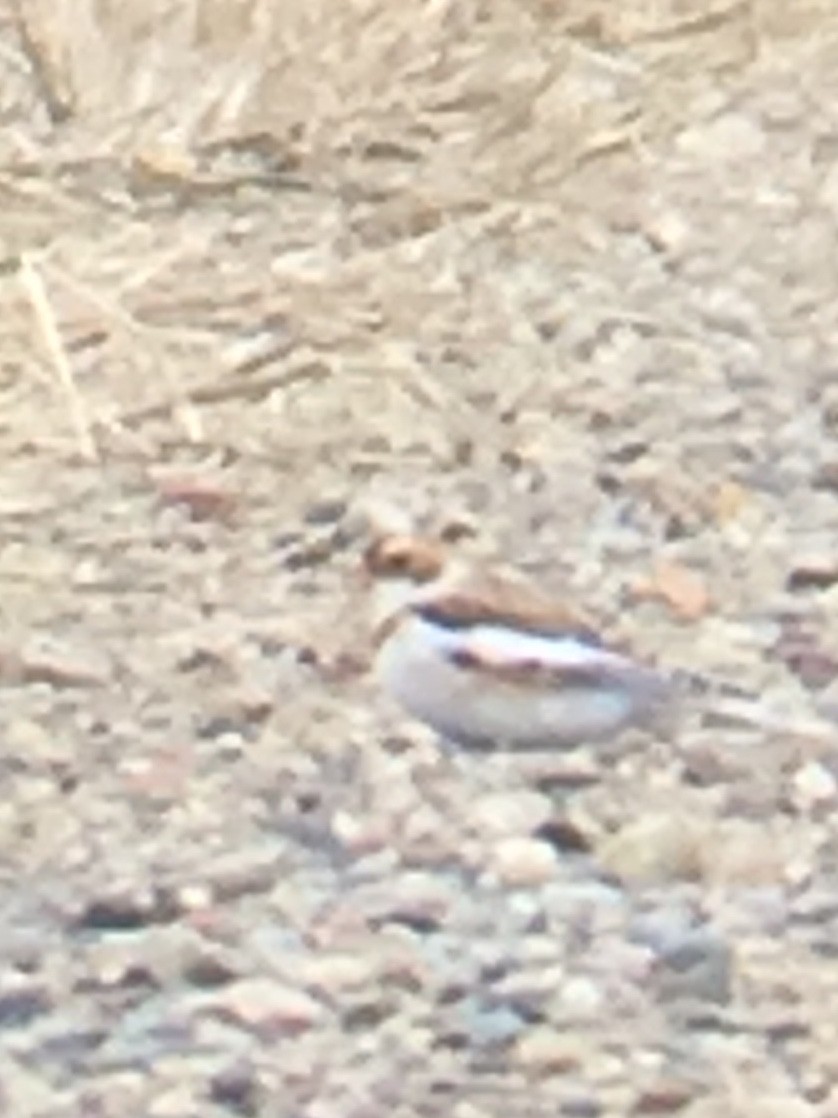 Snow Bunting - ML275797561