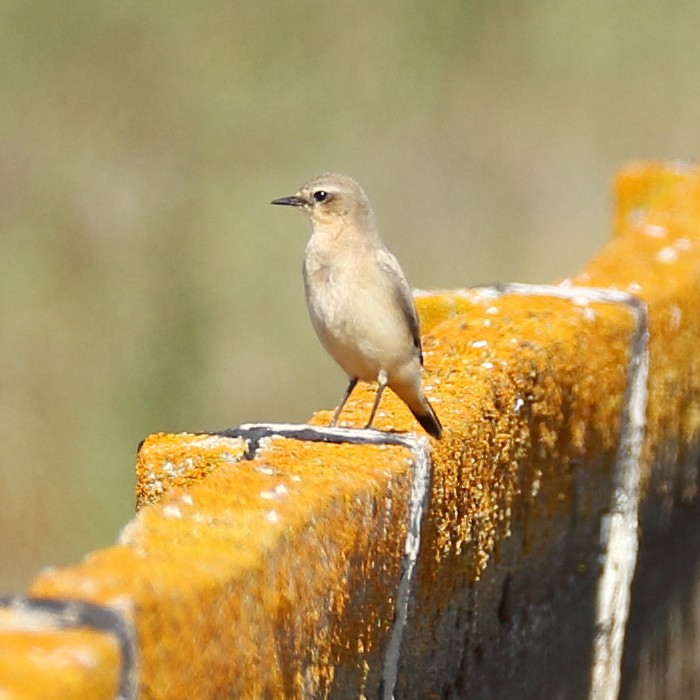 Northern Wheatear - ML275798441