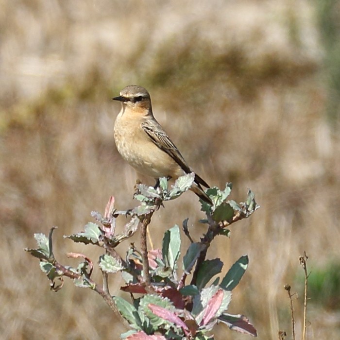 Northern Wheatear - ML275798451