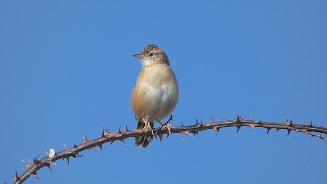 Zitting Cisticola - ML275798801