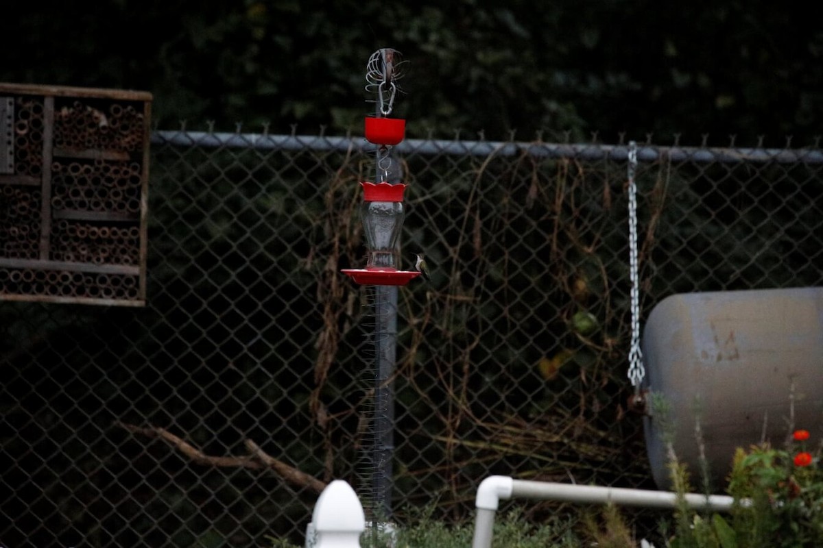 Ruby-throated Hummingbird - ML275800381