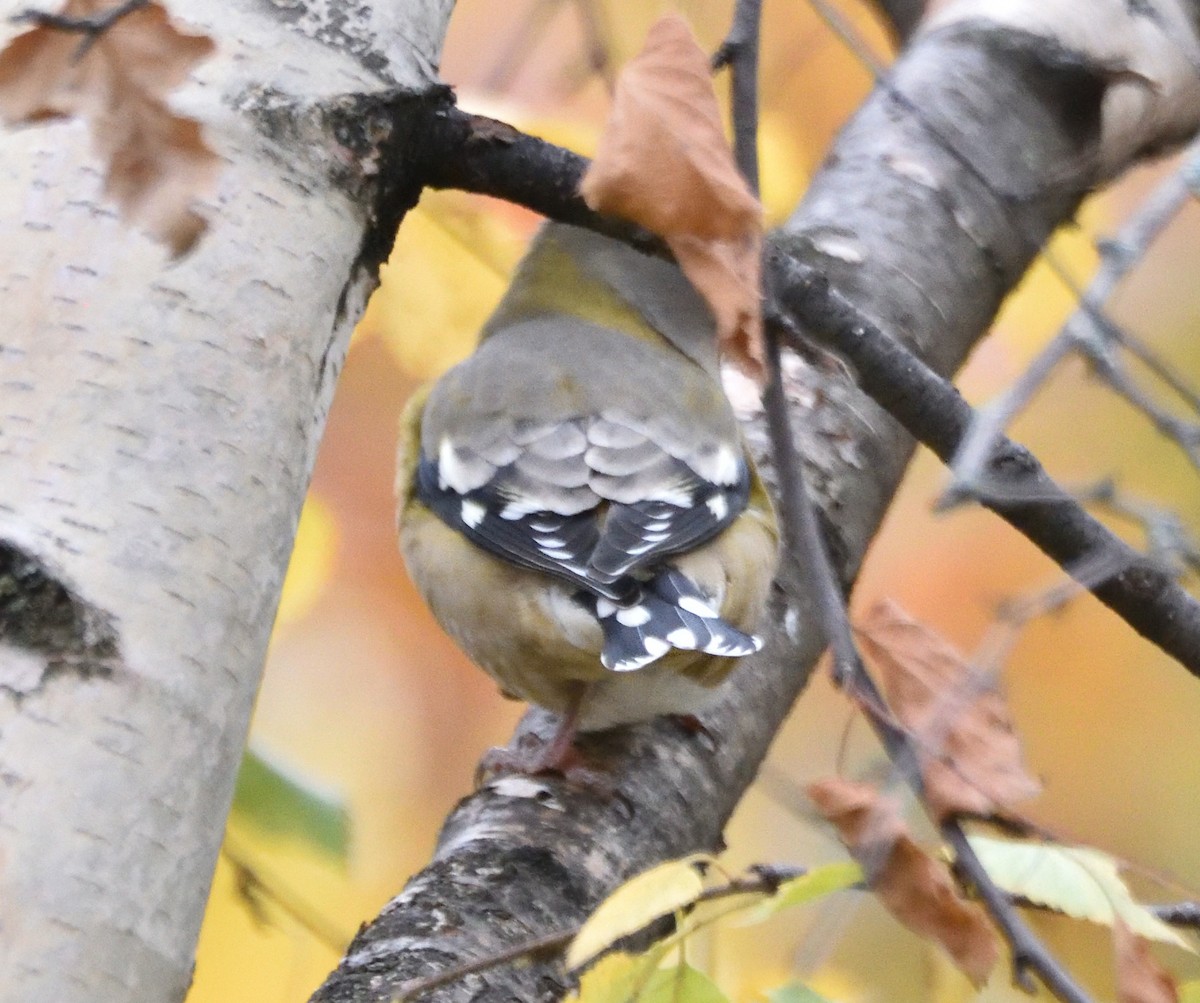 Evening Grosbeak - ML275801781