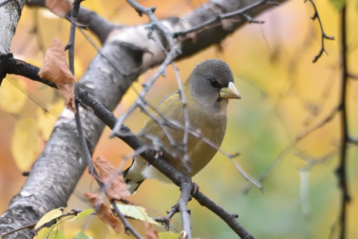 Evening Grosbeak - ML275801801