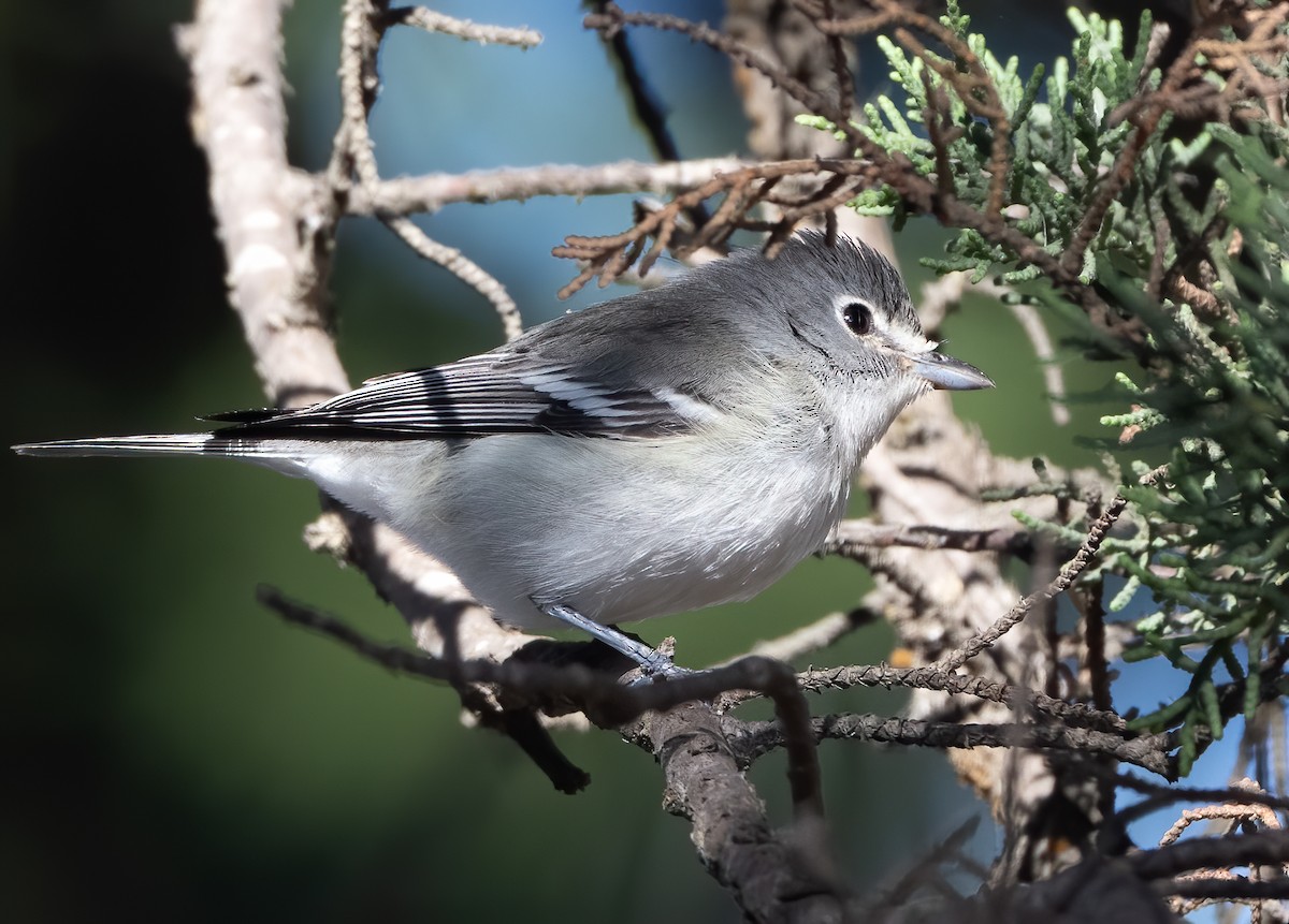 Plumbeous Vireo - ML275803311