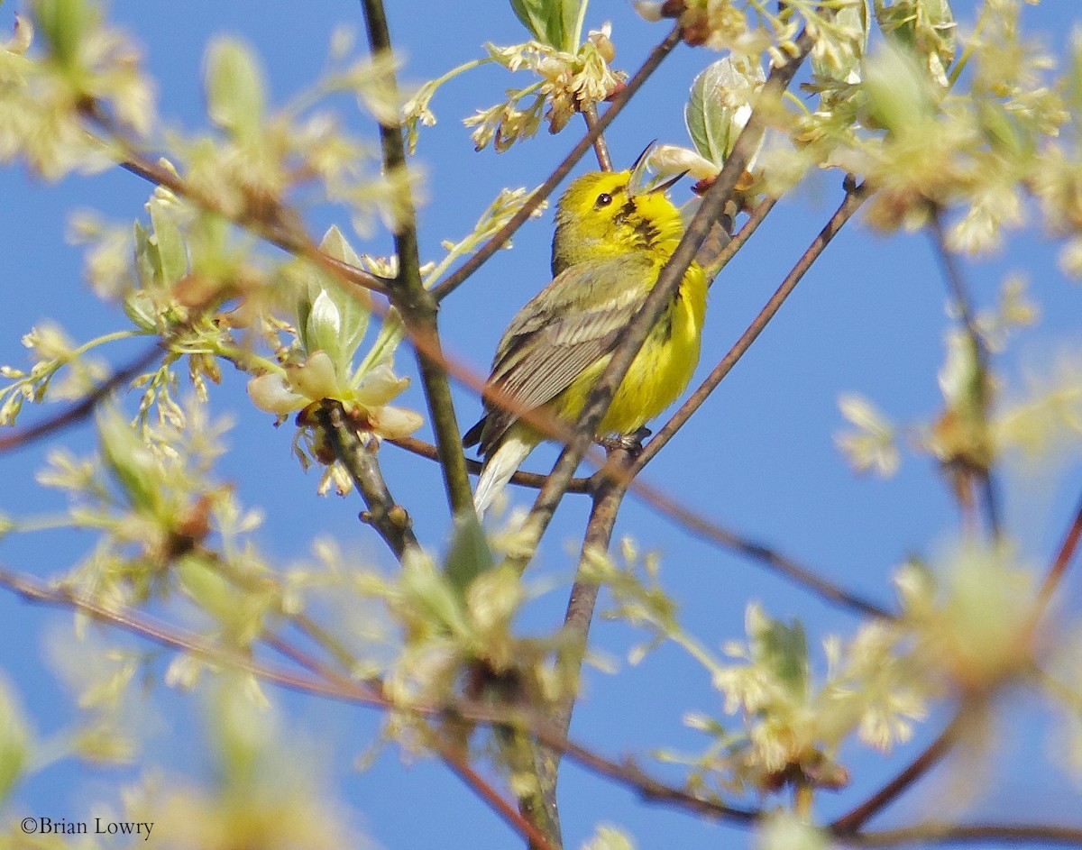 Prairie Warbler - Brian Lowry