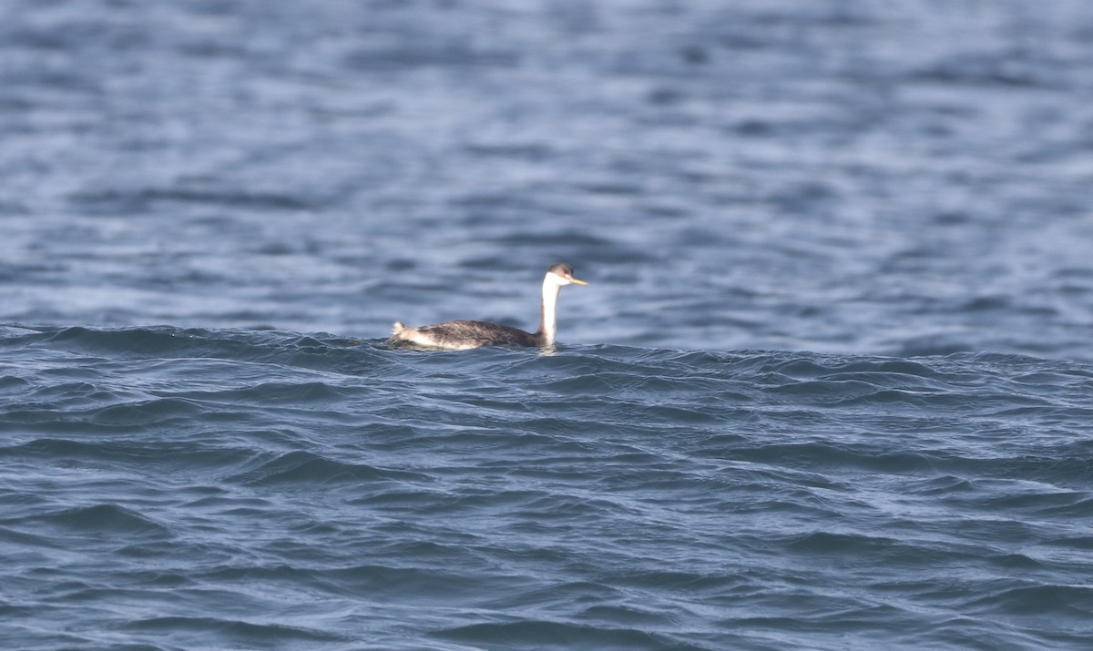 Western Grebe - ML275804671