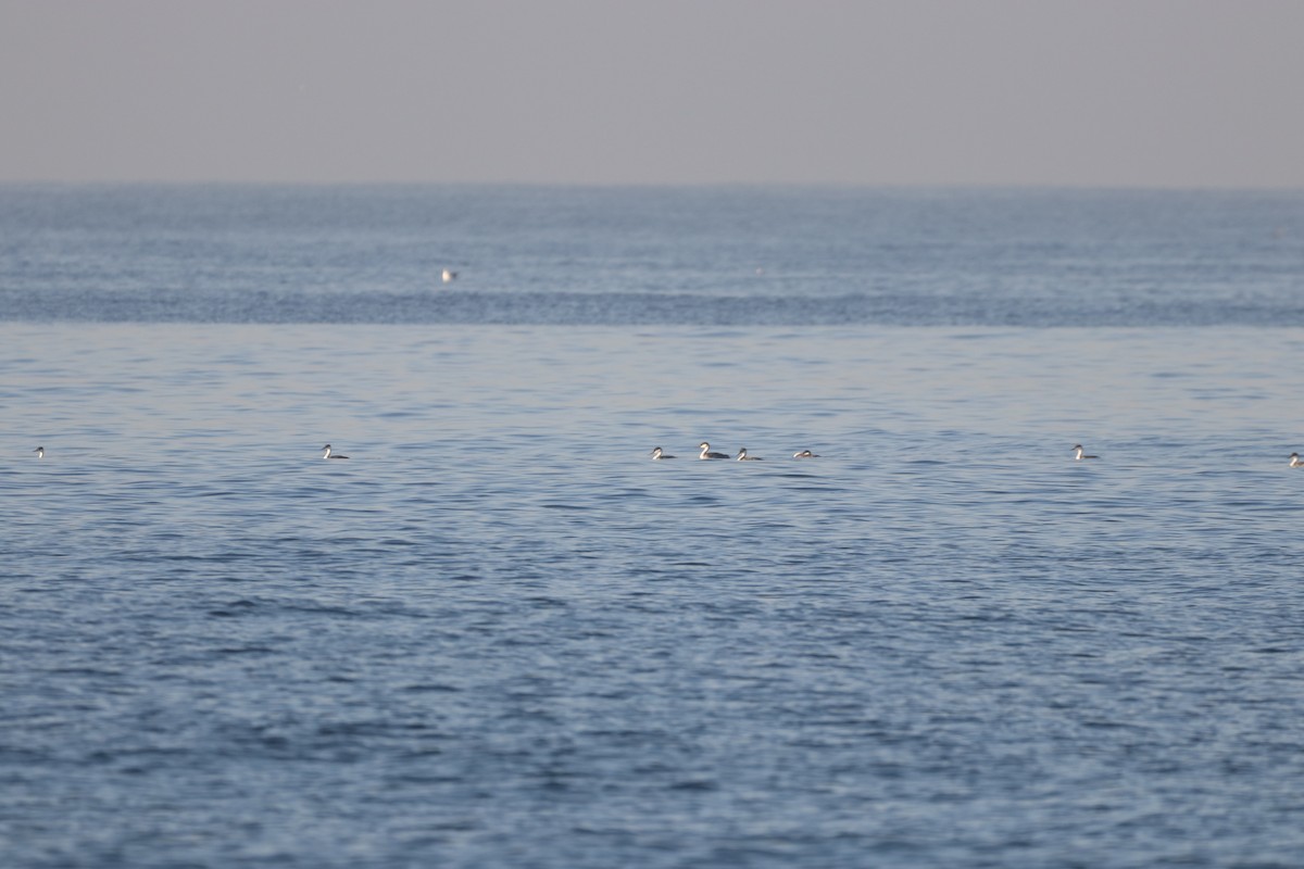 Western Grebe - ML275804701