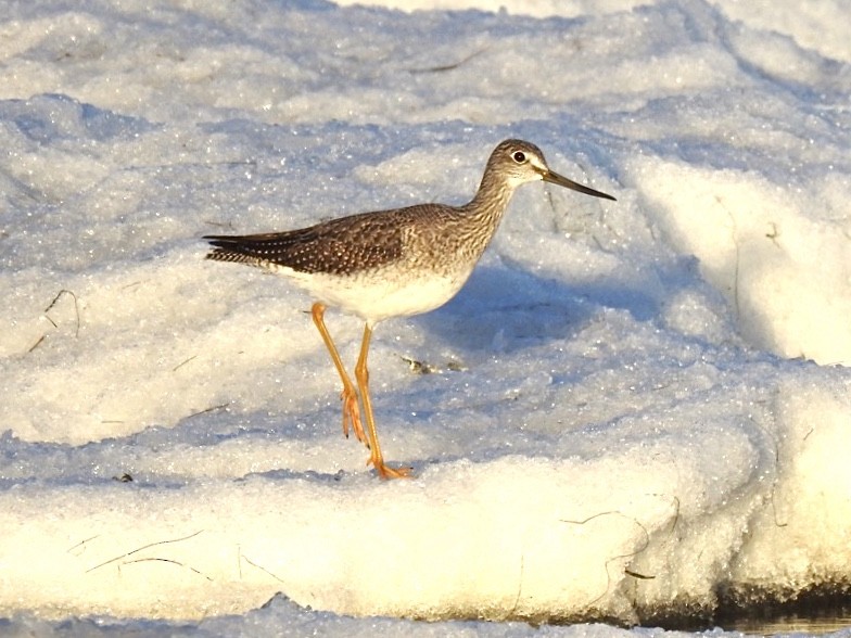 Greater Yellowlegs - ML275805111