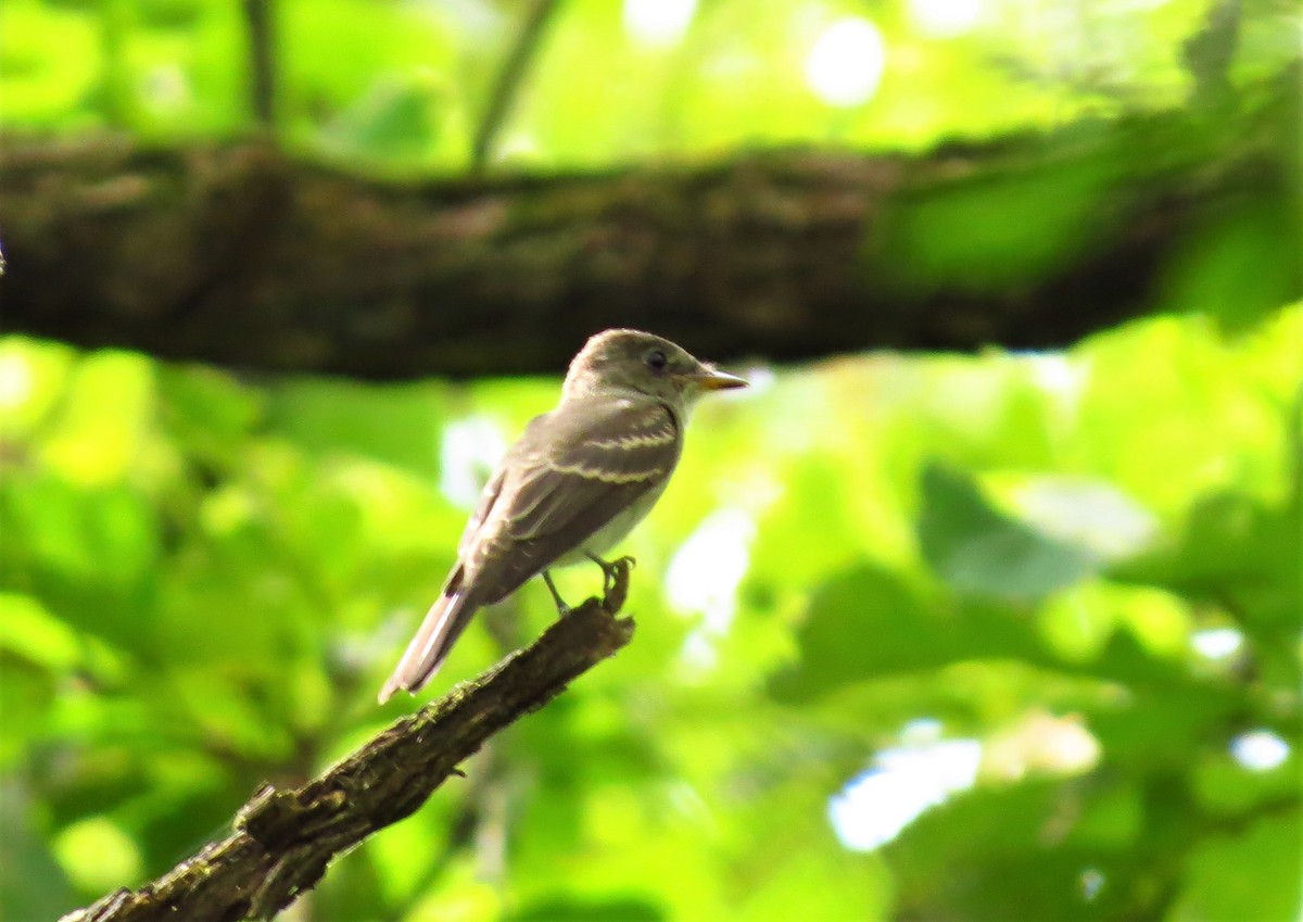 Eastern Wood-Pewee - Mayumi Barrack