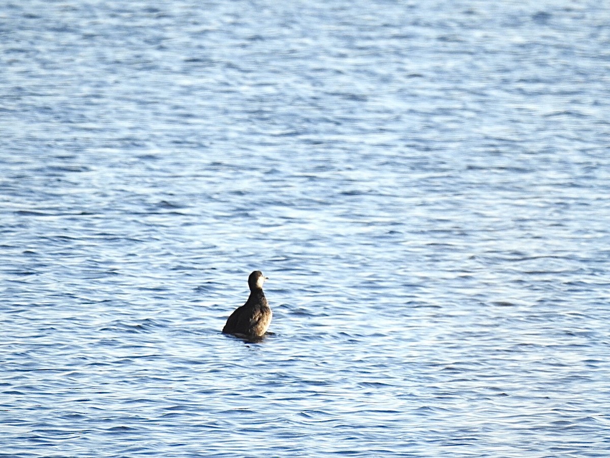 Black Scoter - ML275805981