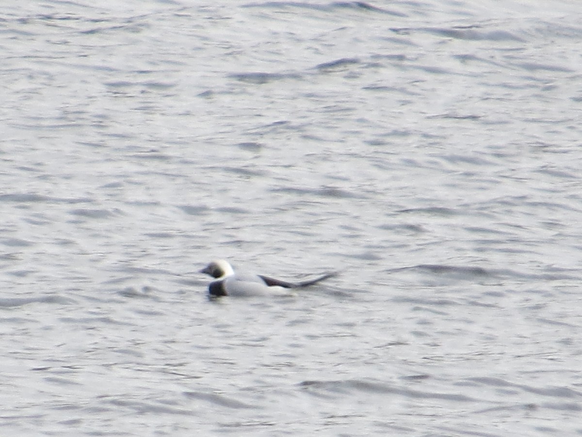 Long-tailed Duck - ML275806741