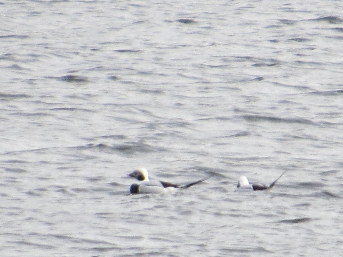 Long-tailed Duck - ML275806921