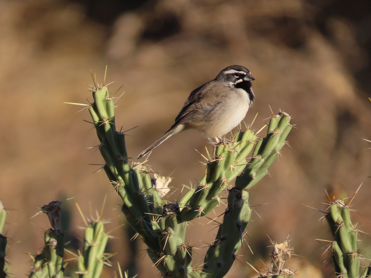 Black-throated Sparrow - ML275807511