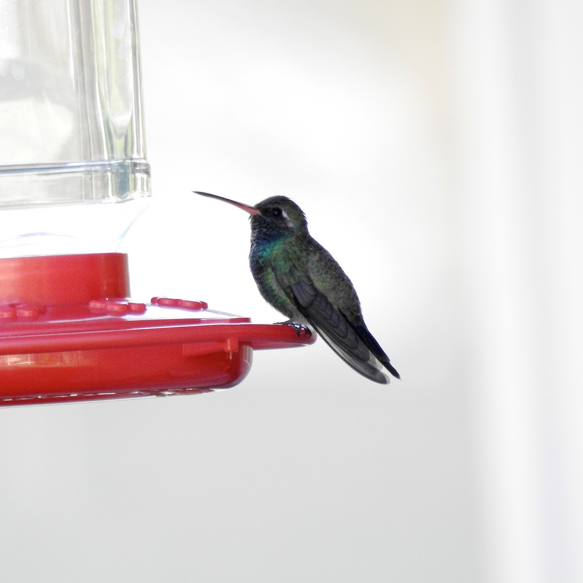 Broad-billed Hummingbird - ML275807561