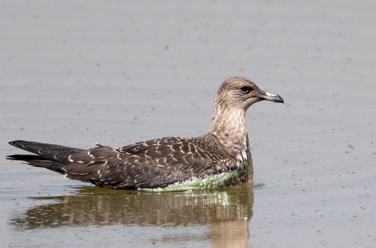 Long-tailed Jaeger - ML275808361