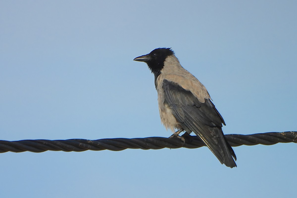 Hooded Crow - Rui Jorge