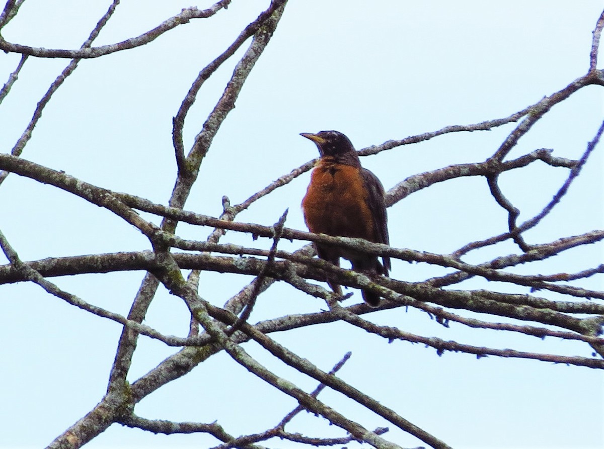 American Robin - Mayumi Barrack