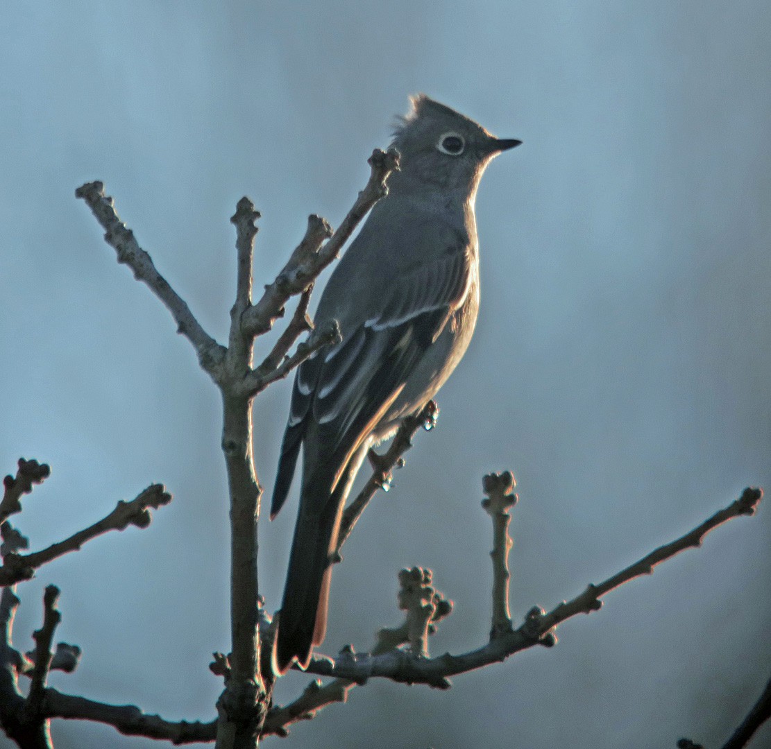 Townsend's Solitaire - Seth Ausubel