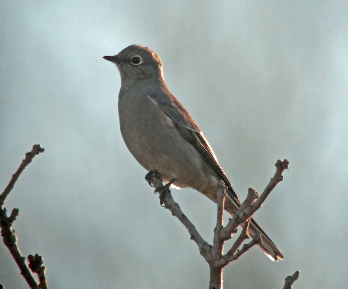 Townsend's Solitaire - Seth Ausubel