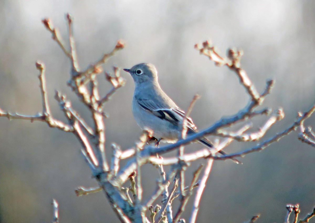 Townsend's Solitaire - ML275810741