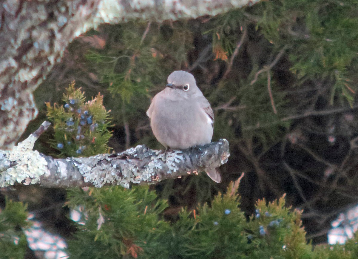 Townsend's Solitaire - ML275810751