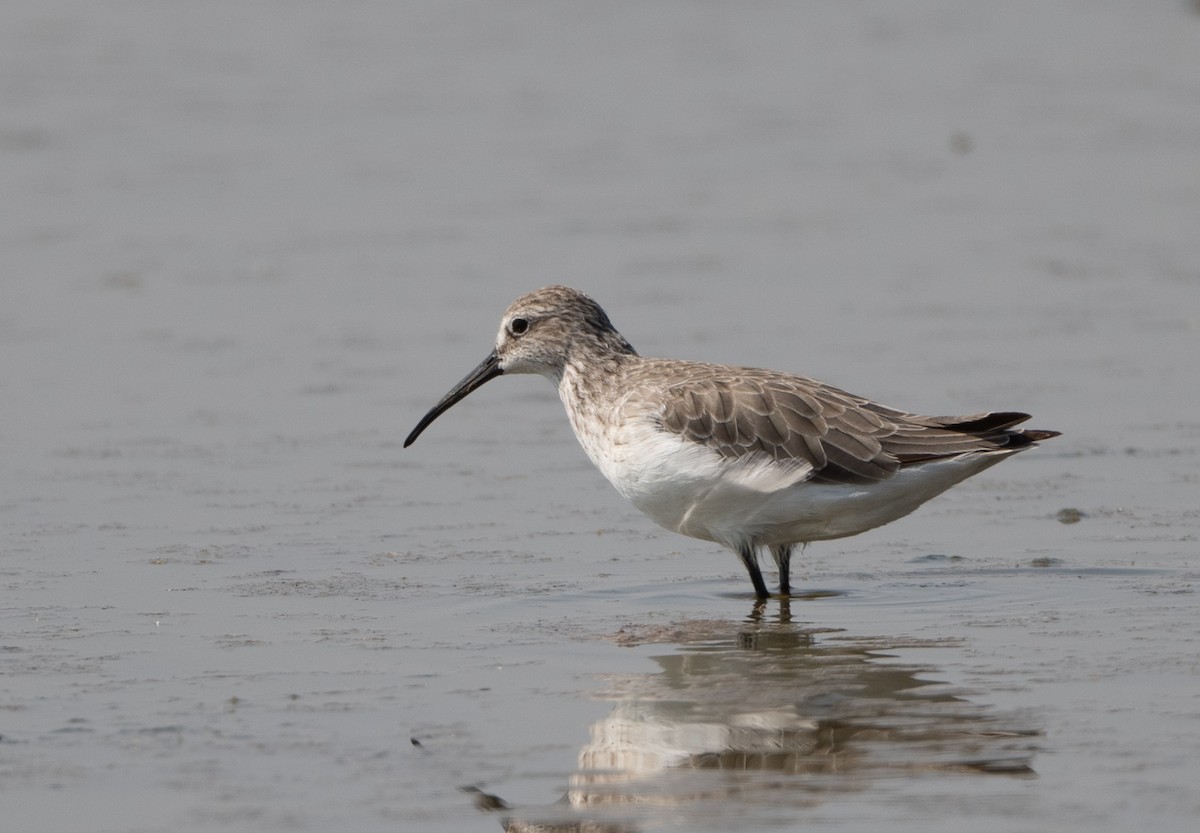 Curlew Sandpiper - ML275810901