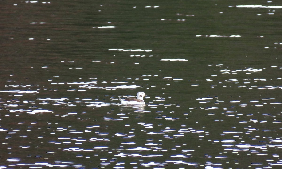 Long-tailed Duck - ML275811011