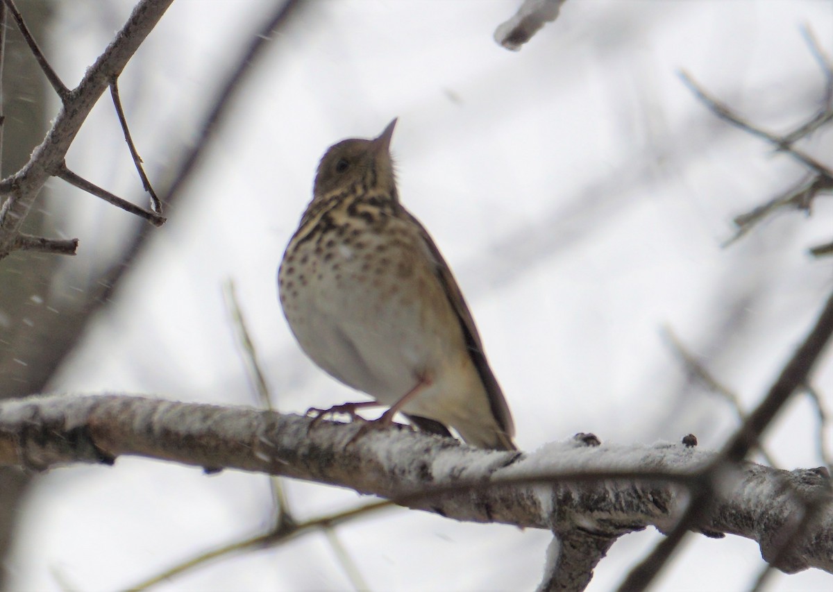 Hermit Thrush - Marcia Dunham