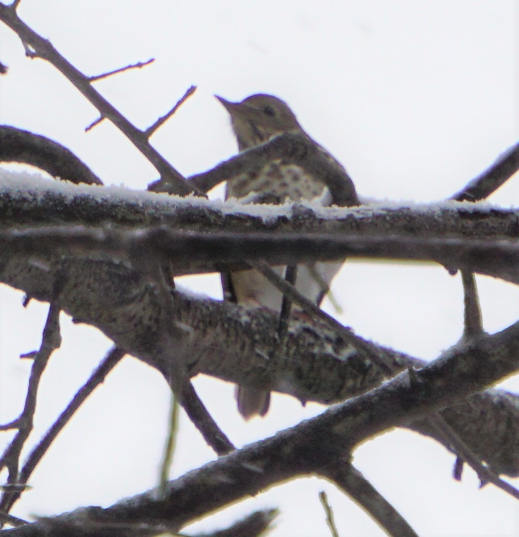 Hermit Thrush - Marcia Dunham