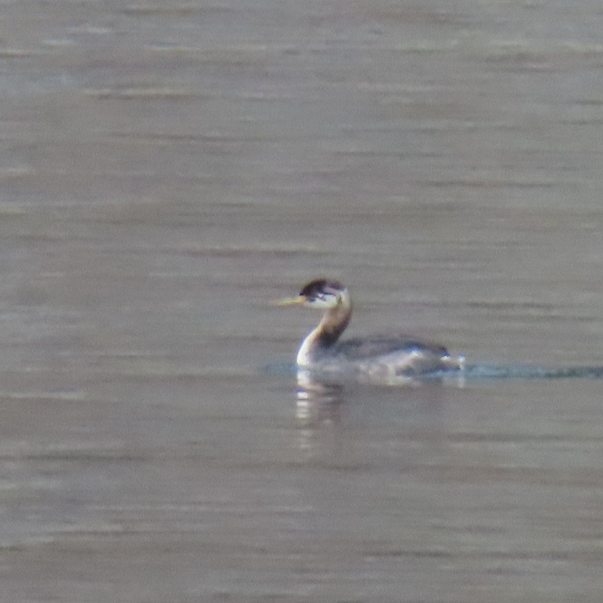 Red-necked Grebe - ML275811361