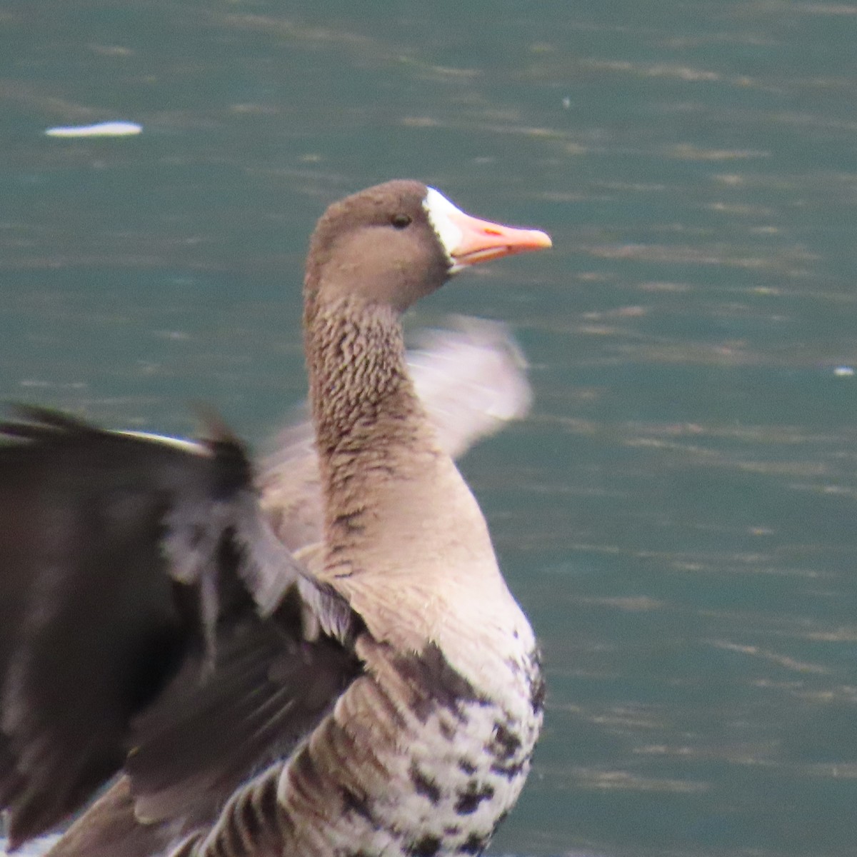 Greater White-fronted Goose - ML275811421