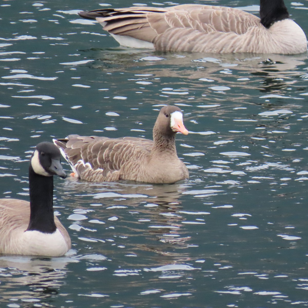 Greater White-fronted Goose - ML275811481