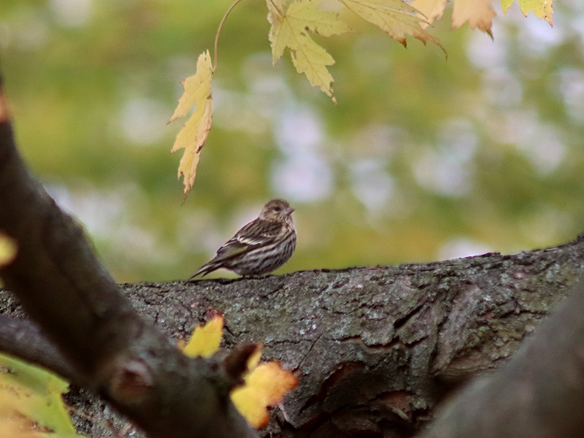 Pine Siskin - Sherry Plessner