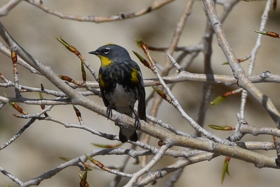 Yellow-rumped Warbler (Audubon's) - ML27581261