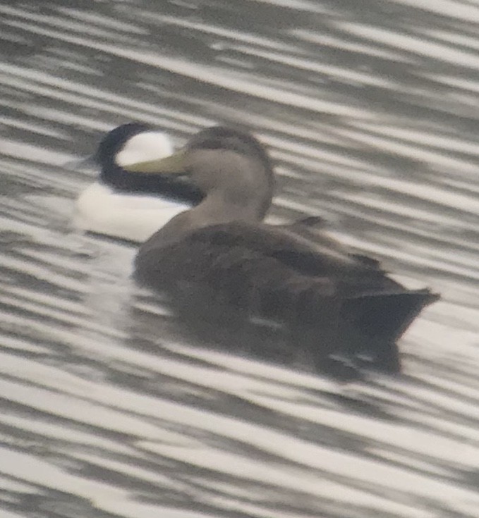 American Black Duck - ML275814501