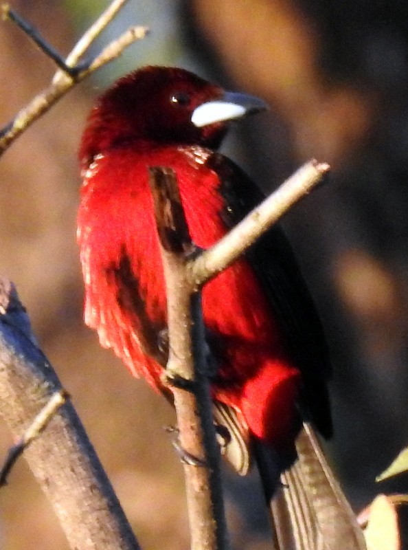 Crimson-backed Tanager - ML275815641