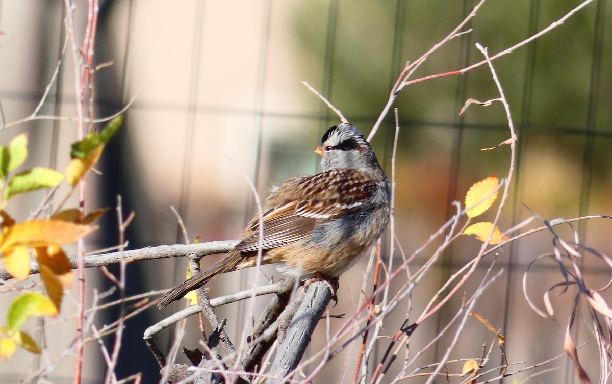 White-crowned Sparrow - ML275816211