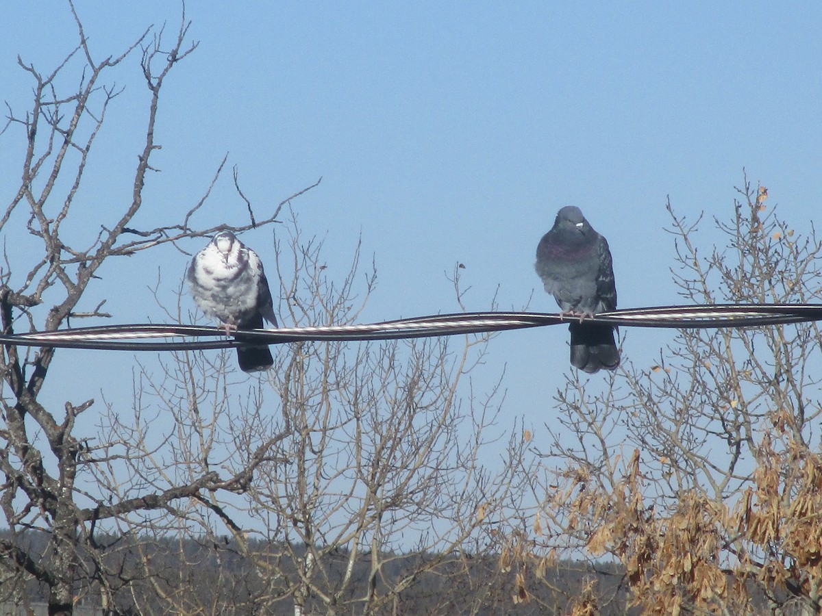 Rock Pigeon (Feral Pigeon) - Tatiana  Schatten