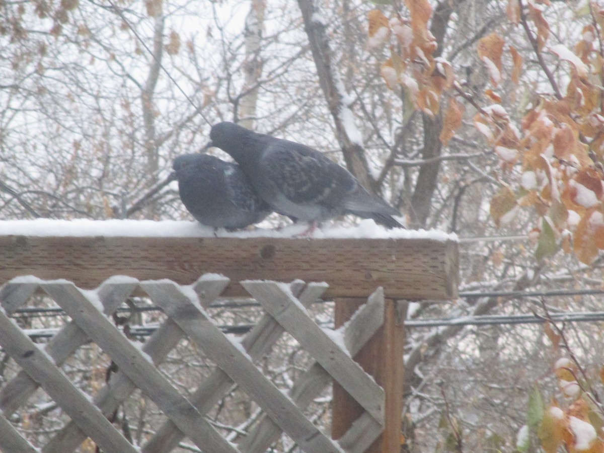 Rock Pigeon (Feral Pigeon) - ML275816561