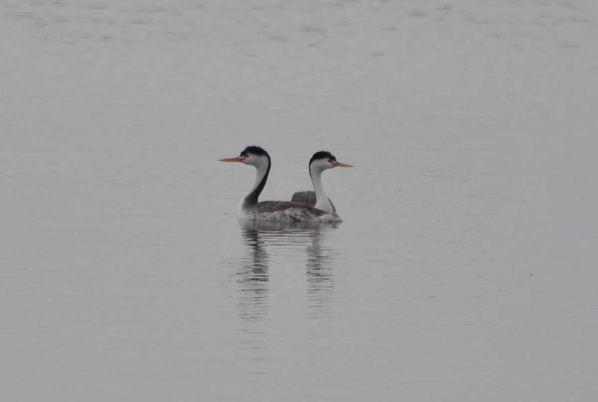 Clark's Grebe - Michael Schall