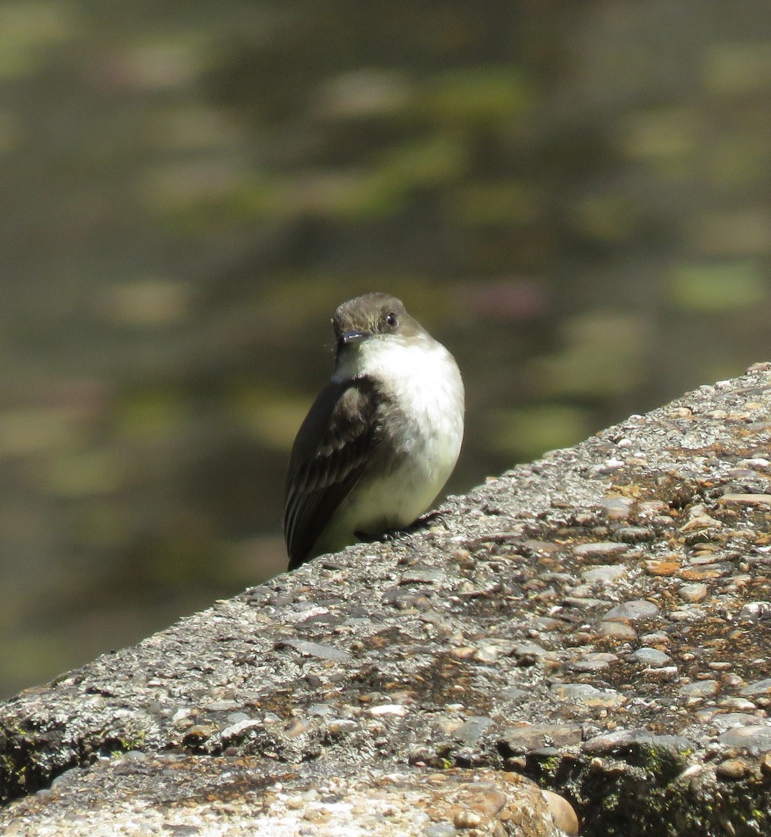 Eastern Phoebe - ML27582081