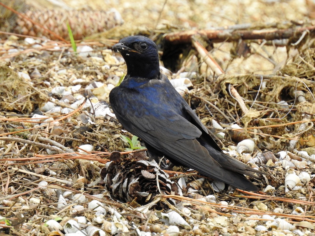 Purple Martin - ML275823721